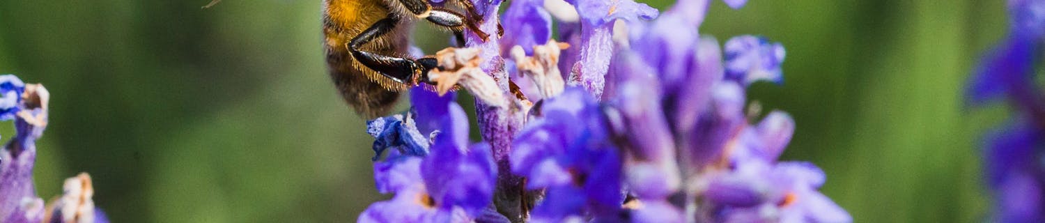 Lavender,Fields,With,Bees,And,Butterflies,Closeup
